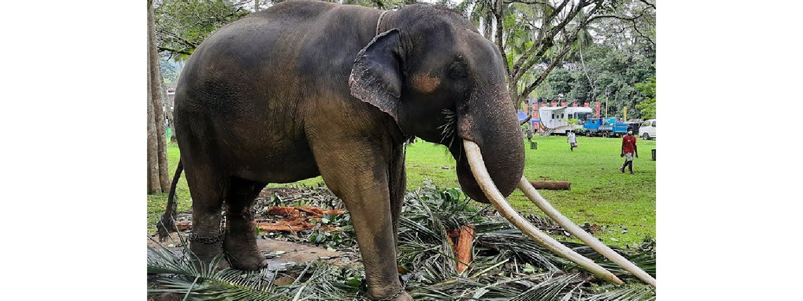 මුතුරාජා හස්තියා අද යළිත් තායිලන්තයට..